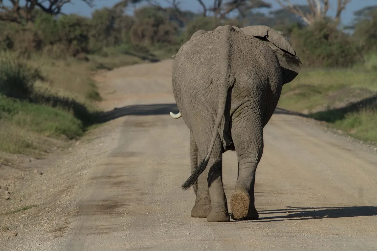 african bush elephant, elephant, animal, mammal, proboscidea, wild animal, wildlife, fauna, wilderness, nature, big five, national park, safari, amboseli nation