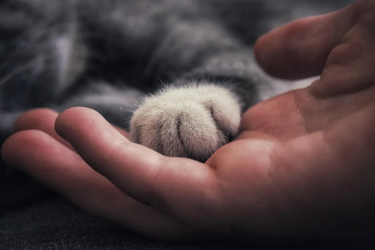 cat, animal, human, hand, paw, trust, friendship, companion, companionship, pet, relationship, idea, close up